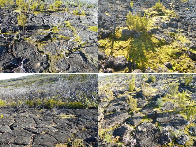 Une idée du terrain sans végétation. On peut marcher n'importe où