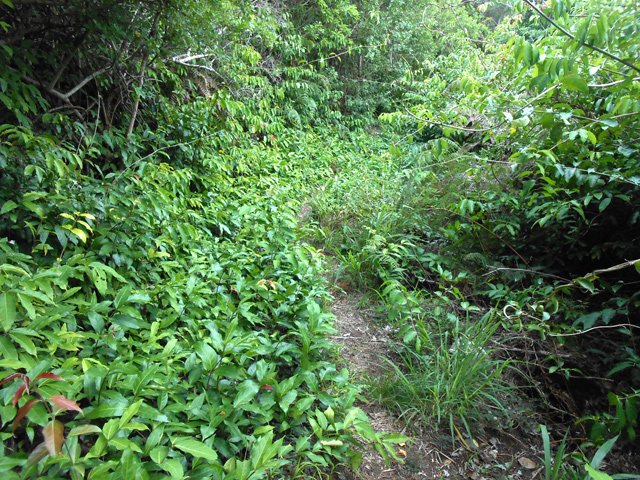 Le sentier rétrécit régulièrement en raison des jeunes pousses de liane papillon