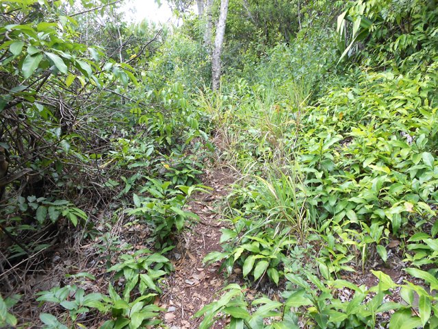 Les herbes s'en mêlent et aident les lianes