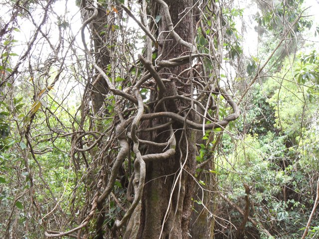 Les lianes papillon ont déjà bien progressé dans l'invasion des grands arbres