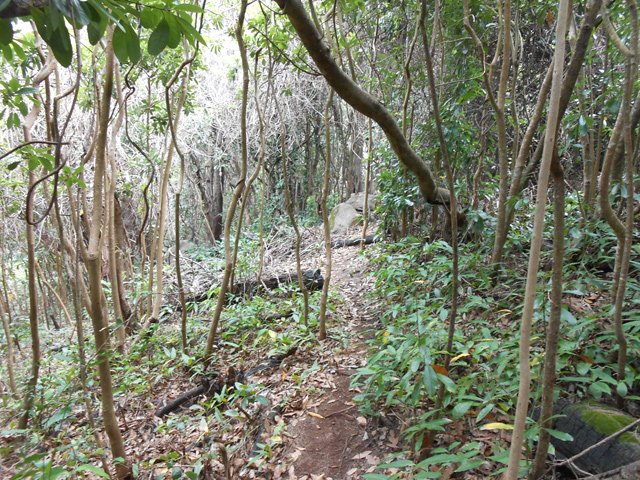 Sentier à plate facile à suivre