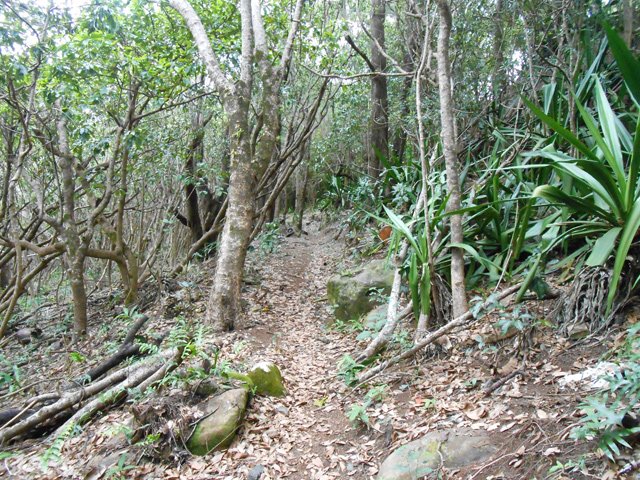 Ne pas tenir compte des bifurcations. Poursuivre tout droit