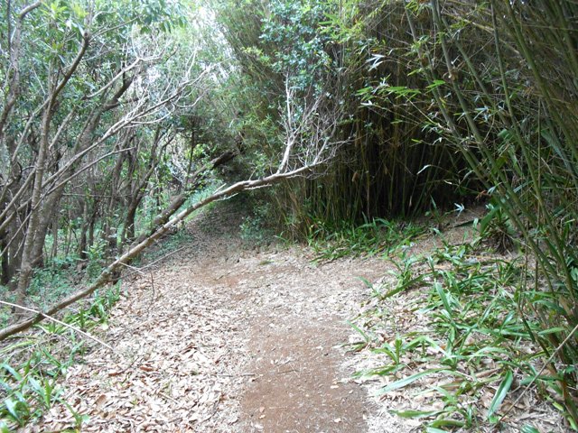 Poursuivre également à la touffe de bambous