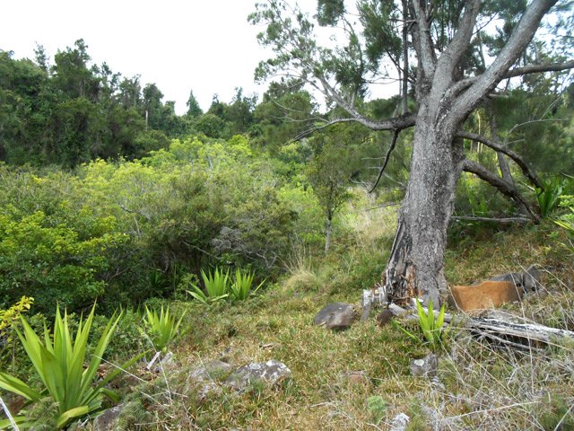 La partie plate et rocheuse dans une végétation non domestiquée avant la remontée