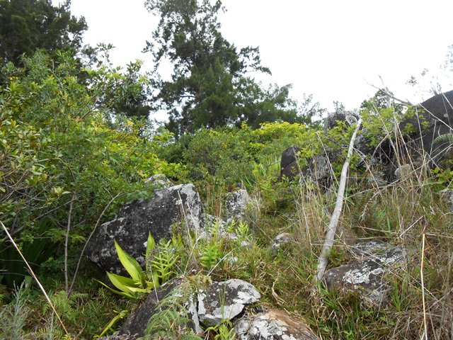 La seule portion de 50 mètres mal marquée par les chaussures. On ne peut pas perdre le sentier