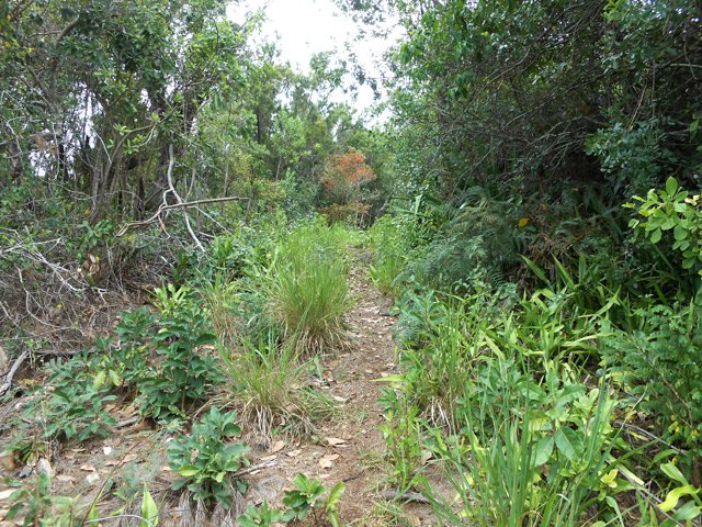 Une idée du sentier qui part des Antennes et rejoint le Sentier du Colorado