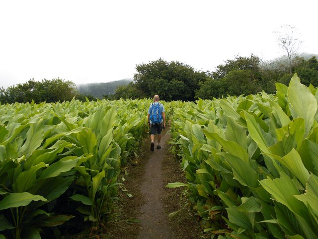 Jonction entre le Circuit des Margosiers et le sentier du Curcuma