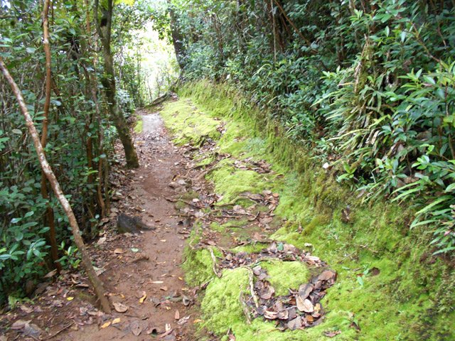 Le sentier moussu qui redescend du Piton de la Petite Plaine