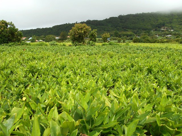 D'autres plantations de curcuma en quittant la Plaine des Grègues