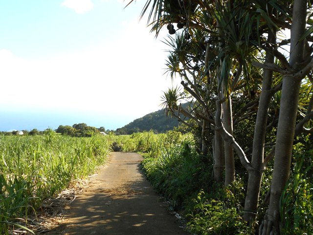 Descente vers le Piton de l'Entonnoir par le Chemin de la Falaise