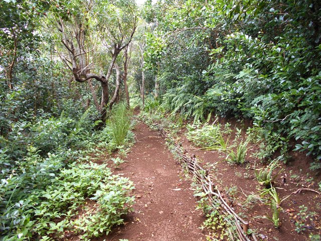 La descente du Piton de l'Entonnoir sous les goyaviers