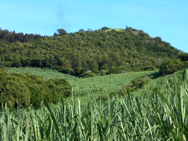 Le Piton de l'Entonnoir à la fin des champs de cane à sucre