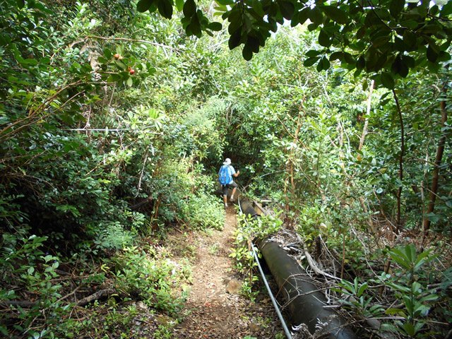 La fin de la canalisation avant de rencontrer la plantation de letchis