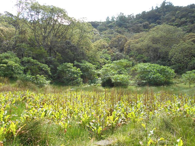 Le fond du Grand Trou est assez marécageux