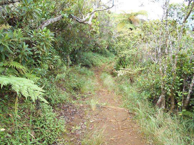 Partie agréables dans les bois de couleurs peu envahis