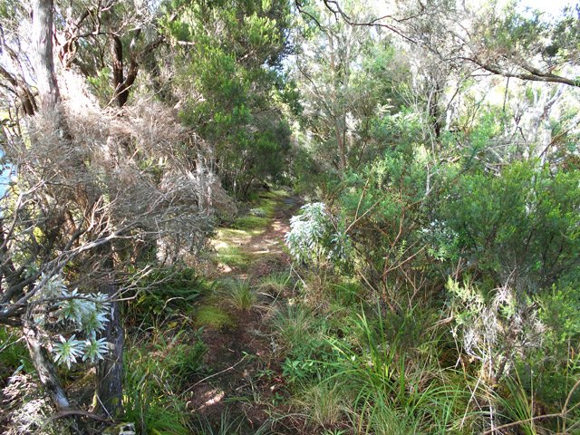 Portion plate et moussue dans le haut de la descente