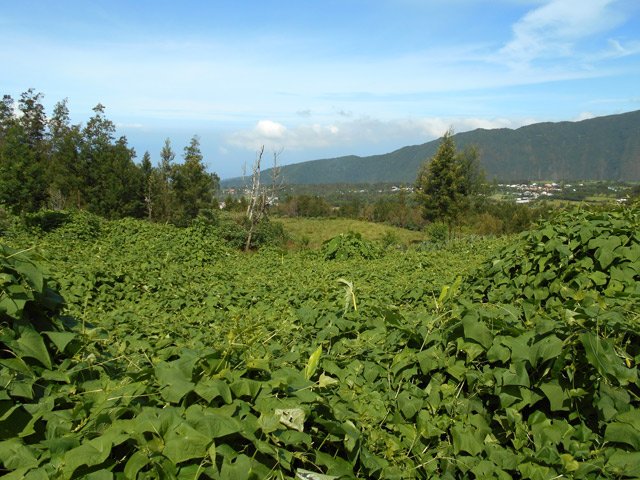 Vastes plantations de chouchous le long du Chemin des Géraniums