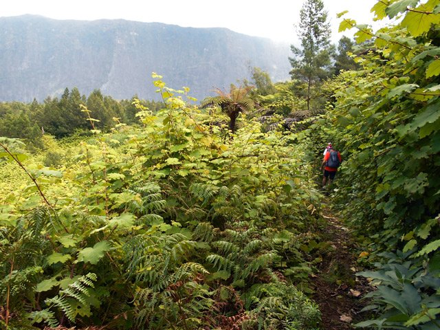 Une portion du sentier des Trous de Cissia dévorée par les vignes marronnes