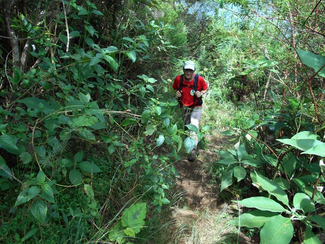 Les envahissantes reprendront le dessus (bringelier, vigne, galabert)