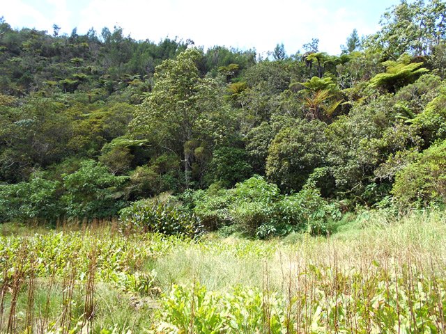 La forêt de bois de couleurs de l'autre versant dominée par les mahots
