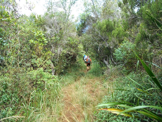 Une idée du sentier dans sa partie boisée