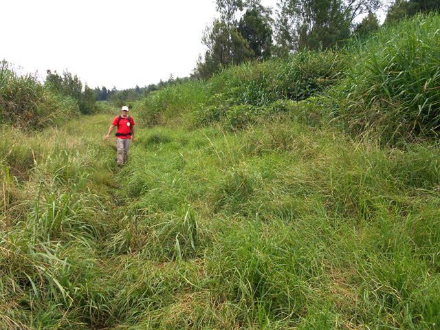 Une autre idée de l'envahissement des herbes dans la partie prairies