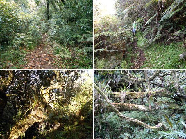 Quelques portions du coupe-feu ou de ses abords