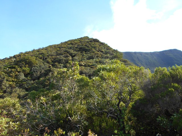La montée vers le Morne Langevin dans une belle forêt primaire