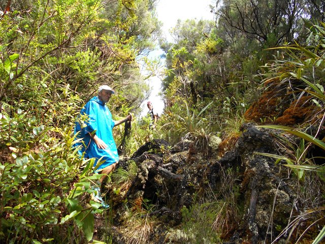 Portions plus ou moins dégagées avec gros troncs de branles