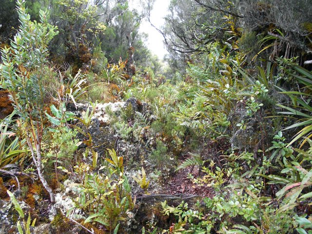 On devine le sentier sur la droite