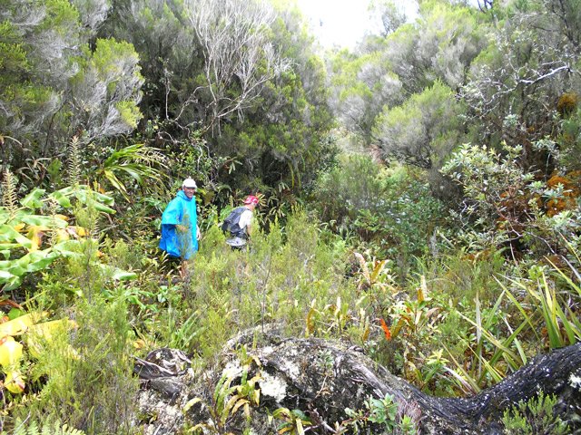 La trouée reste visible jusqu'aux eucalyptus