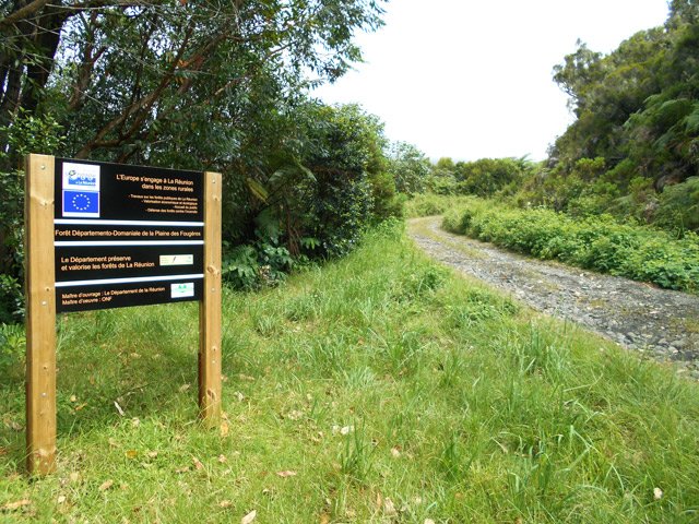 L'arrivée près du barbecue de la route du Piton de la Plaine Fougères
