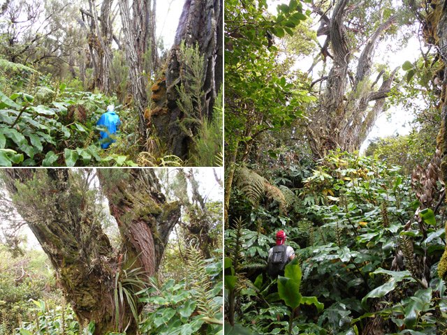 Longoses (et coupe coupe) et eucalyptus font très bon ménage