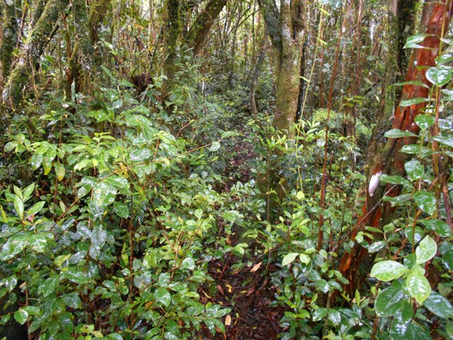 Sentier toujours visible dans les bois de négresse