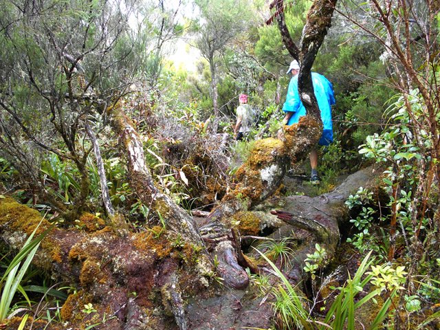 Le sentier passe sur d'énormes troncs de branles verts tombés au sol