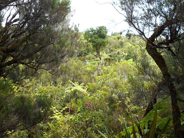 Rares trouées dans la végétation pour voir .... de la végétation