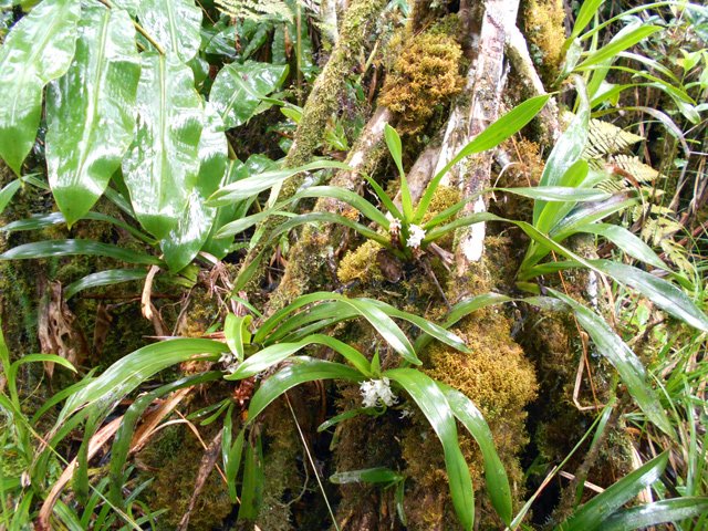 On trouve bien sûr de magnifiques orchidées