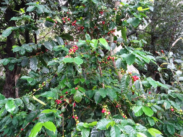 Pied de café près de la grande case créole