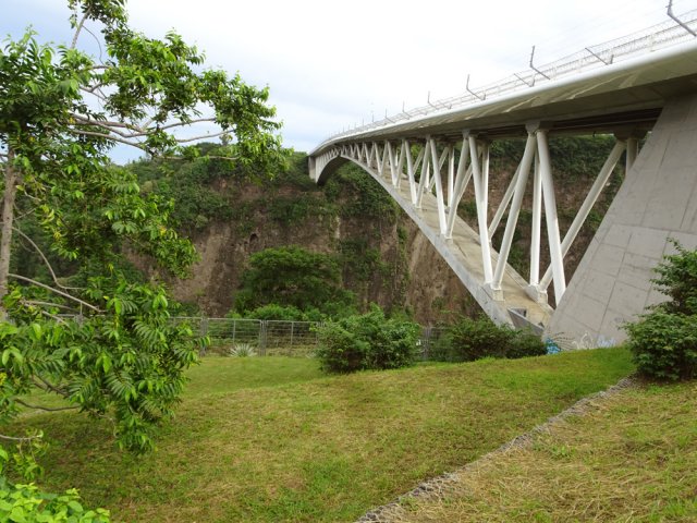 Le pied d'ylang ylang au pied du pont de l'Entre Deux