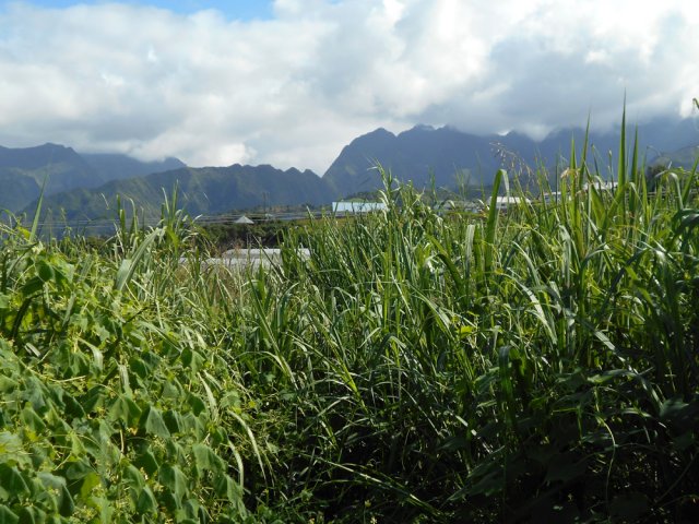 Nombreux points de vue sur le Dimitile par beau temps