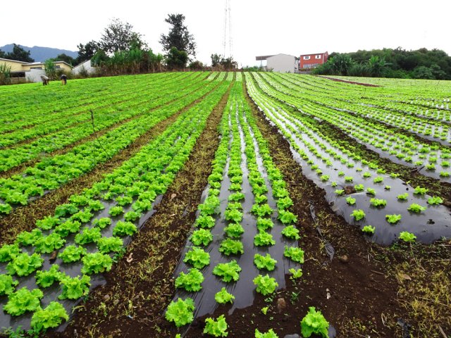Rencontre de nombreux maraîchages