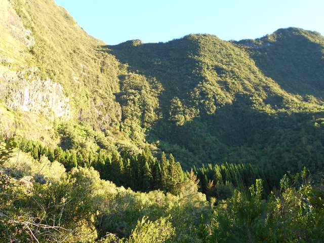 Le forêt de cryptomerias et le Piton Bénoune