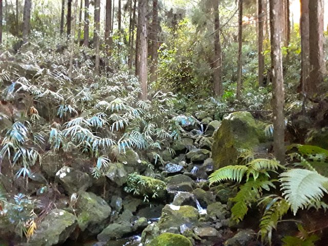 La toute jeune Ravine Blanche