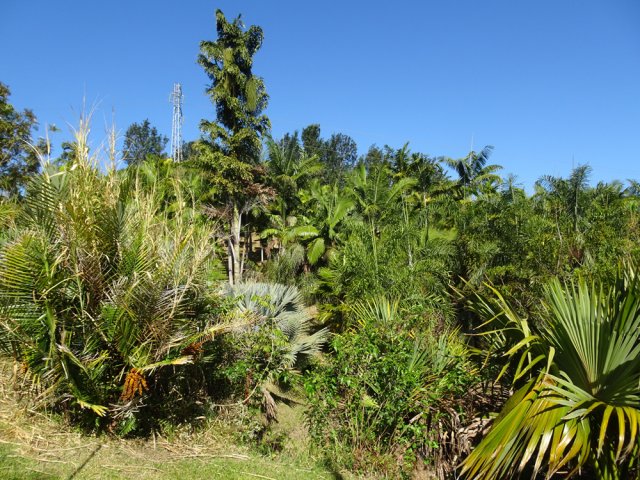 Le premier parc, très différent du nouveau