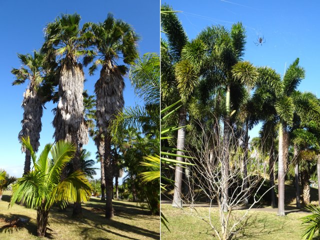 Certains palmiers atteignent des hauteurs respectables