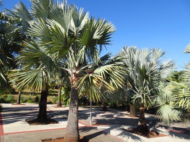 L'esplanade sud et ses superbes palmiers de Bismarck