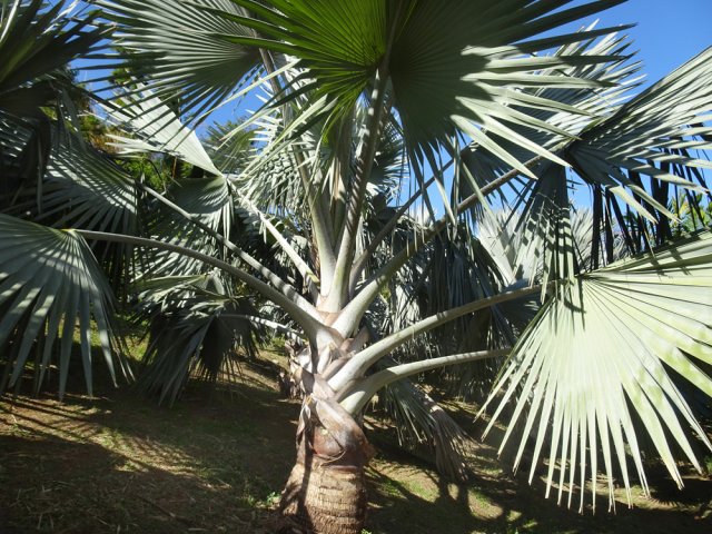 Un jeune palmier de Bismarck