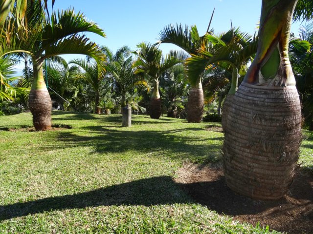 De splendides palmiers bouteille