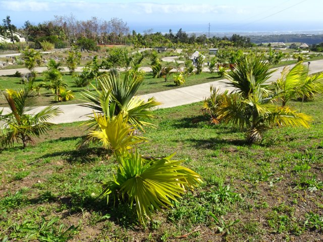 La plantation des jeunes palmiers