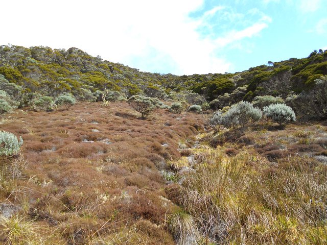 Superbes étendues de faux thym en bordure des marécages
